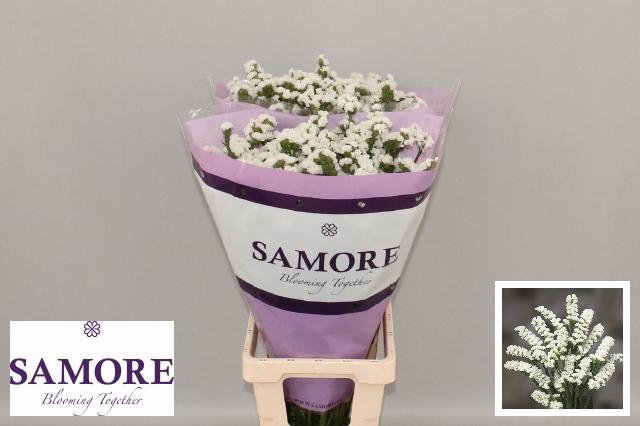 <h4>Lim S Silv Sun Birds</h4>