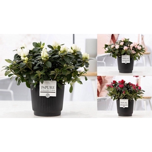 1st class Azalea mix in P&PURE Liv ceramics matt black