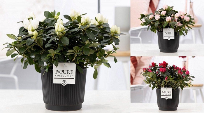 <h4>1st class Azalea mix in P&PURE Liv ceramics matt black</h4>