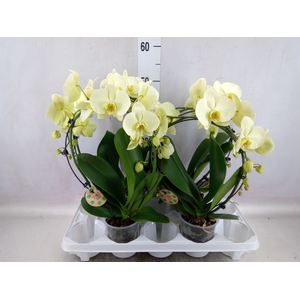 Phalaenopsis   ...