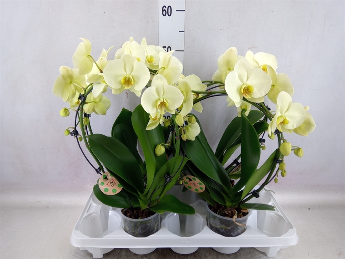 <h4>Phalaenopsis   ...</h4>