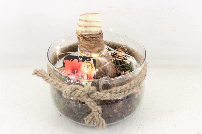 <h4>arr4 Amaryllis MB - Glas bose x6 LED</h4>