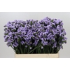 Limonium Sinuatum Donau Birds