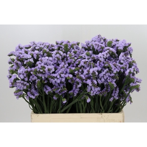 Limonium sinuatum Donau Birds