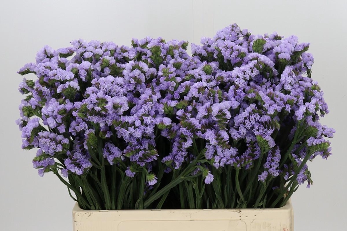 <h4>Limonium sinuatum Donau Birds</h4>