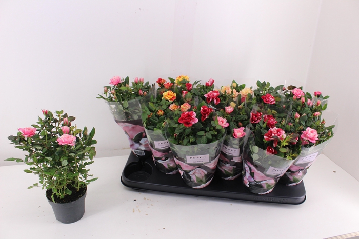 <h4>RO VICTORY GEM</h4>