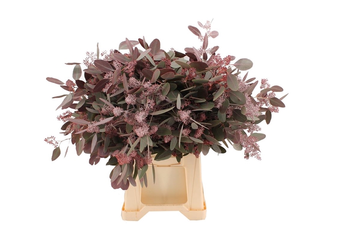 <h4>Euca Klb. Populus Bes Rood Abs</h4>