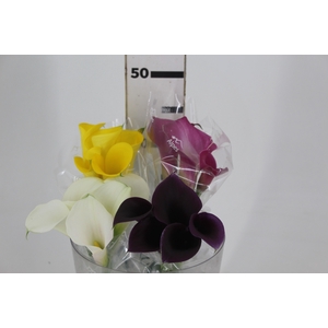 CALLA VARIADA 040 CM