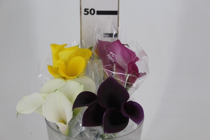 <h4>CALLA VARIADA 040 CM</h4>