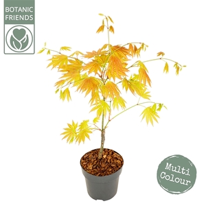 Acer shirasawanum 'Moonrise' ®