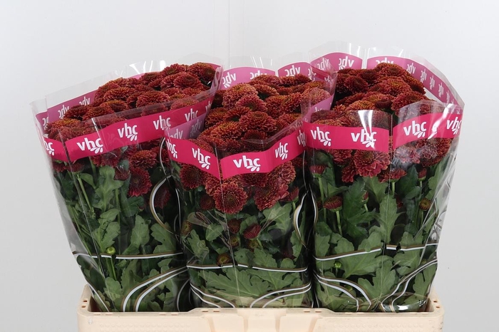 <h4>Chr San Aaa Doria Ch</h4>