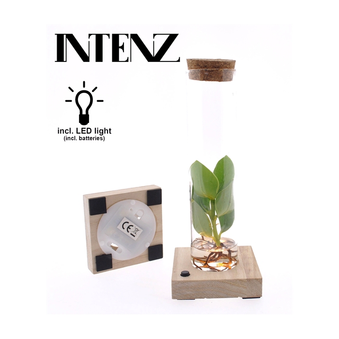 <h4>Clusia in Tube glas + LED</h4>