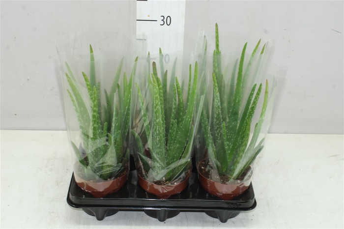 <h4>Aloe Vera</h4>