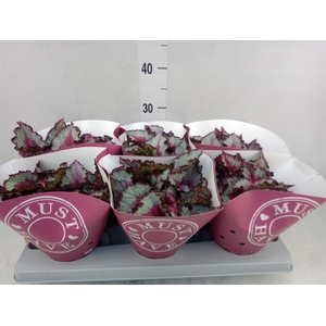 Begonia BD 'Beleaf'   ...mix