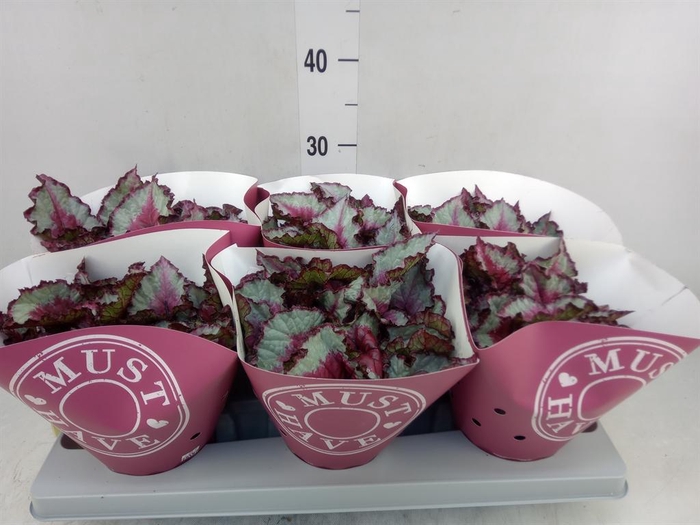 <h4>Begonia BD 'Beleaf'   ...mix</h4>