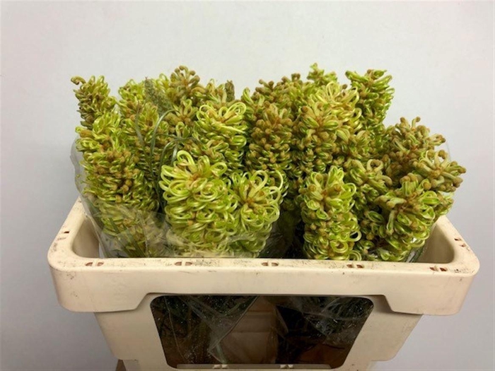 <h4>Grevi Spiderman</h4>