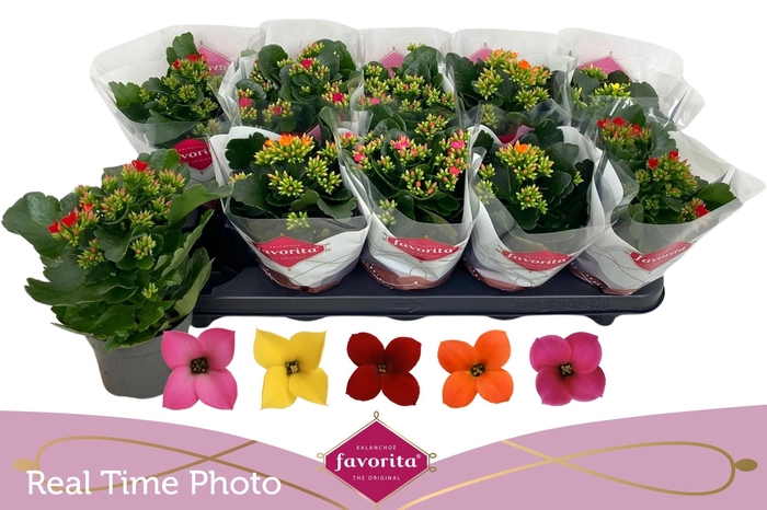 arr8 Kal En Gem 5 Kl