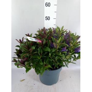 Hebe  'Addenda'   ...mix in pot