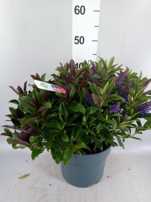 <h4>Hebe  'Addenda'   ...mix in pot</h4>