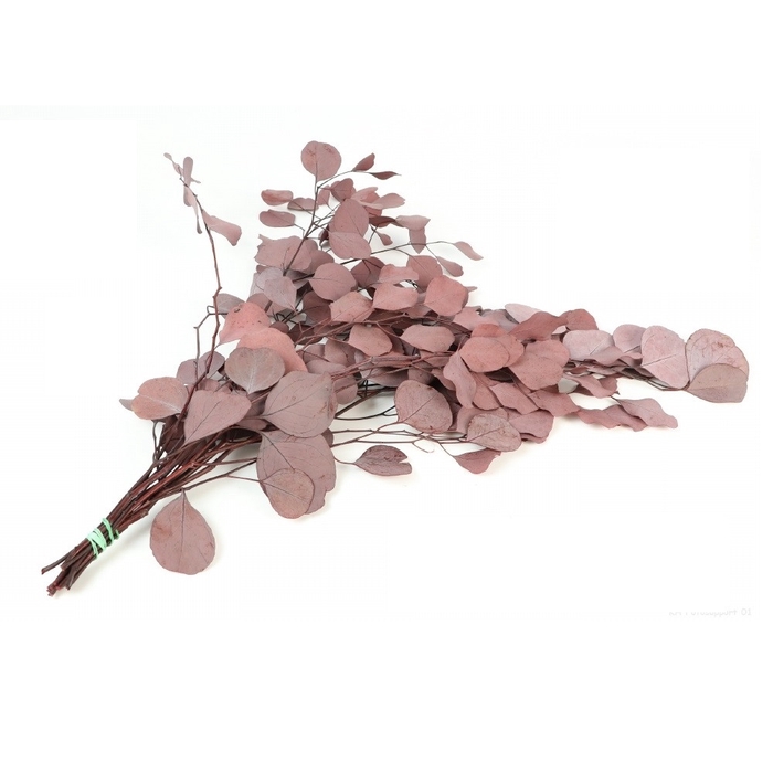 Preserved Eucalyptus Populus 65cm 150g