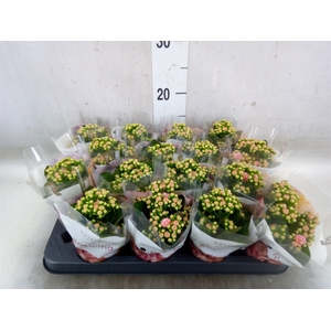Kalanchoe blos. 'RosDon Alano'