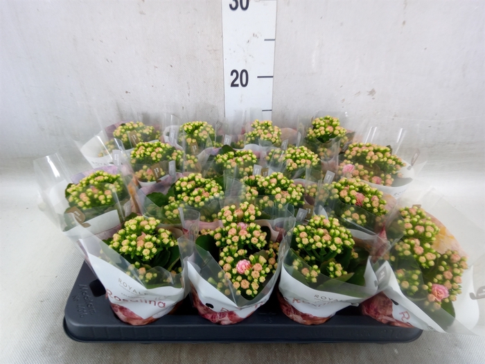 <h4>Kalanchoe blos. 'RosDon Alano'</h4>