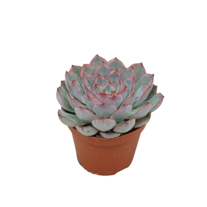 Echeveria Hercules