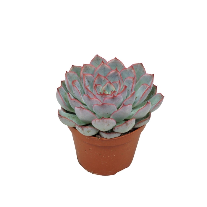 <h4>Echeveria Hercules</h4>