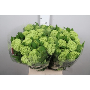 Viburnum Roseum St 4+