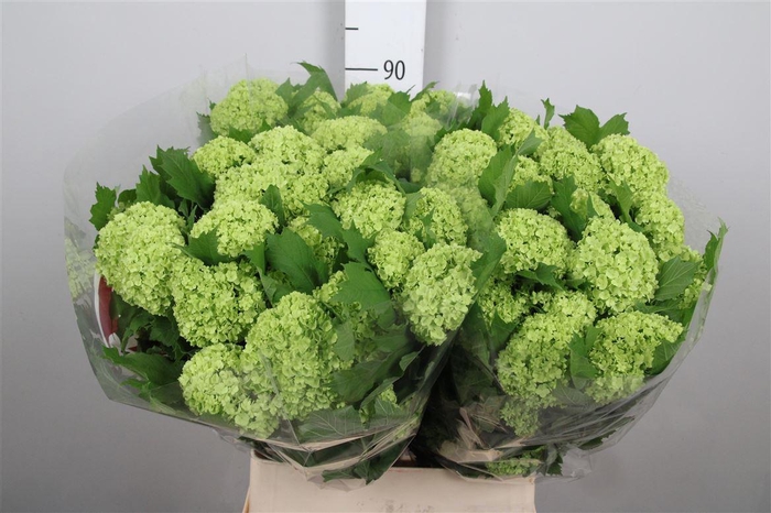 <h4>Viburnum Roseum St 4+</h4>