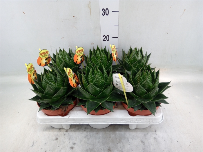 <h4>Aloe aristata 'Cosmo'</h4>