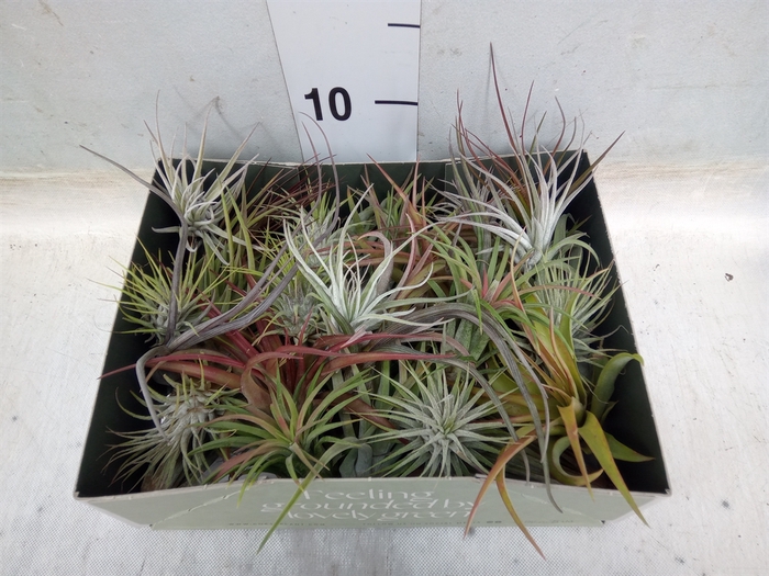 <h4>Tillandsia</h4>