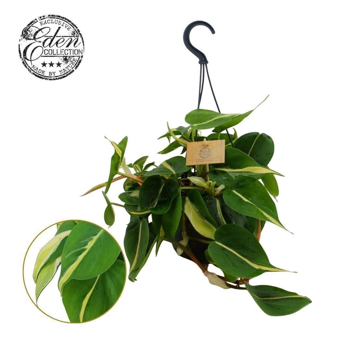 <h4>Philodendron scandens Silver Stripe 15cm HP</h4>