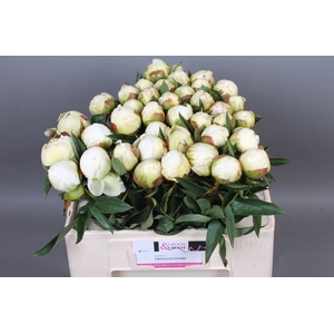 Paeonia Fringed Ivory | XXL