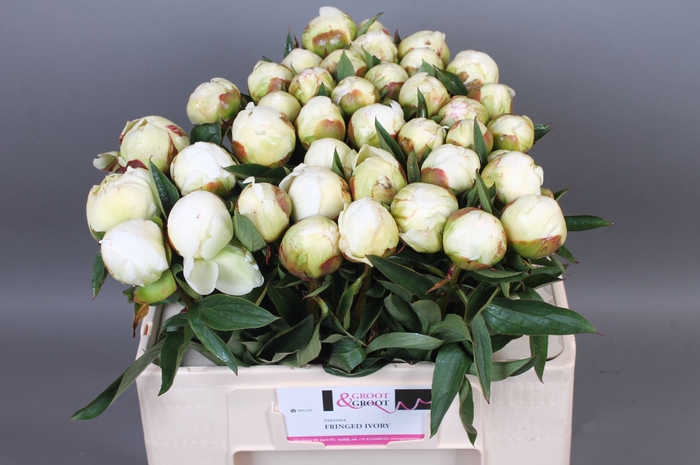 <h4>Paeonia Fringed Ivory | XXL</h4>