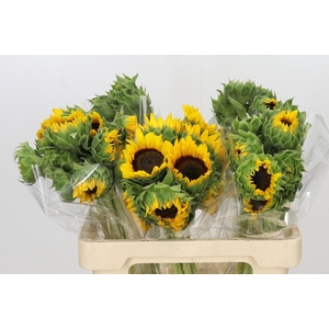 Helianthus Orange Fire