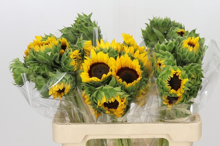 <h4>Helianthus Orange Fire</h4>