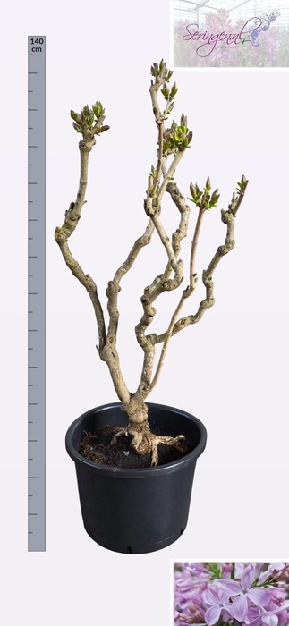 <h4>SYRI V HUGO KOSTER</h4>