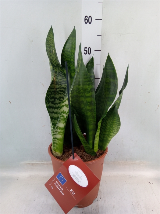 <h4>Sansevieria trifa. 'Hahnii'</h4>