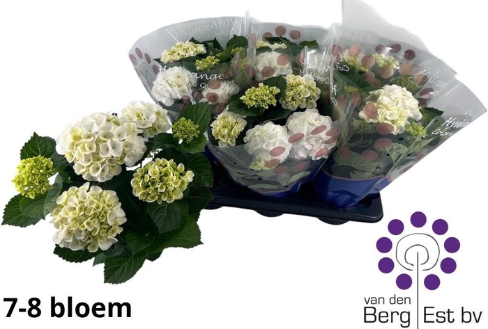 <h4>HYDR M ICE GIRL</h4>