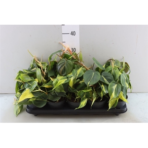 Philondendron Brasil Scandens