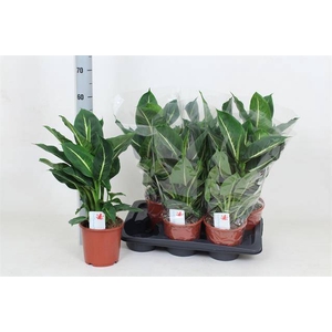 DIEFF GREEN MAGIC P17