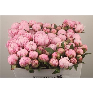 Paeo L Sarah Bernhard Pink Ex