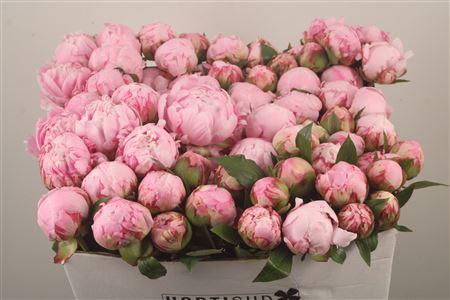 <h4>Paeo L Sarah Bernhard Pink Ex</h4>