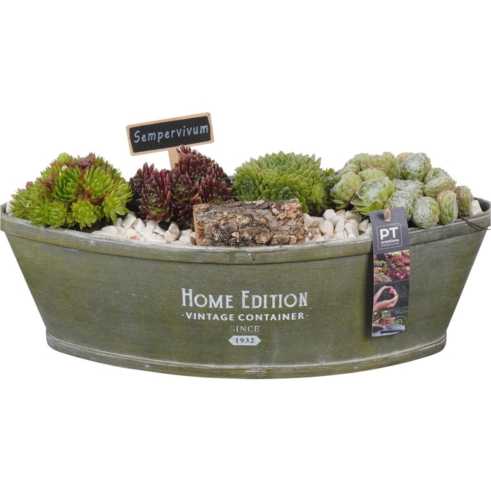 <h4>Arr.  Sempervivum L%</h4>