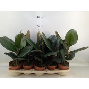 Ficus elastica 'Robusta'