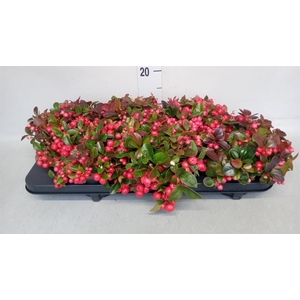 Gaultheria proc.