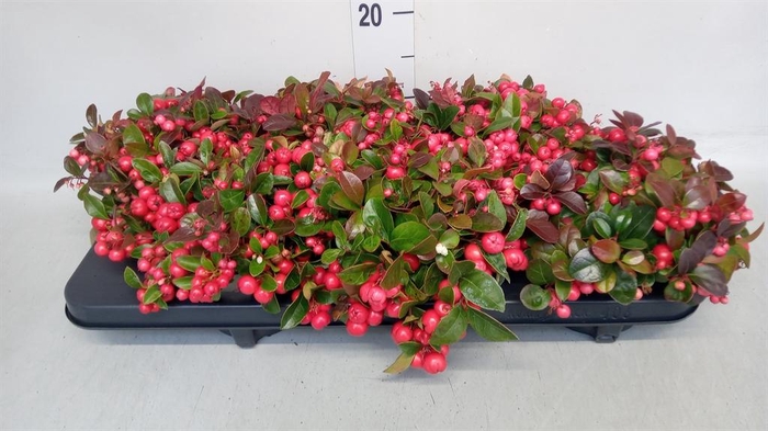 <h4>Gaultheria proc.</h4>