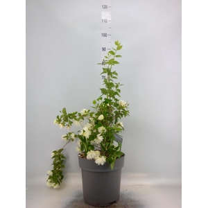 Philadelphus   ...