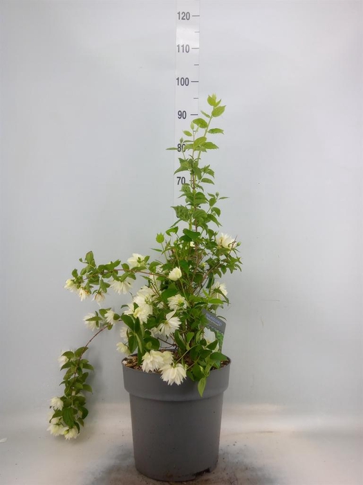 <h4>Philadelphus   ...</h4>